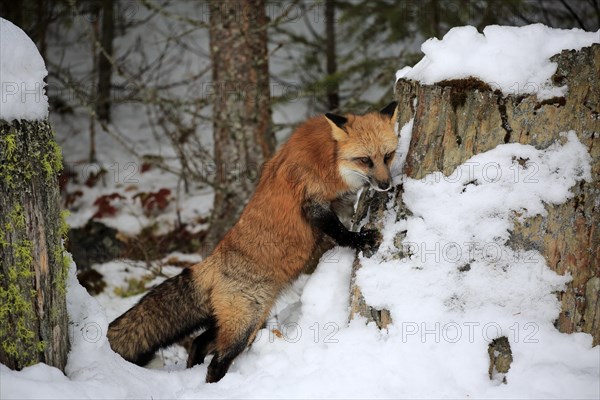 American red fox