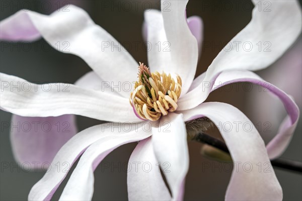 Flower of star magnolia (Magnolia stellata)
