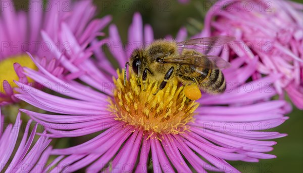 Honey bee (Apis mellifera) on Asterflower (Aster)