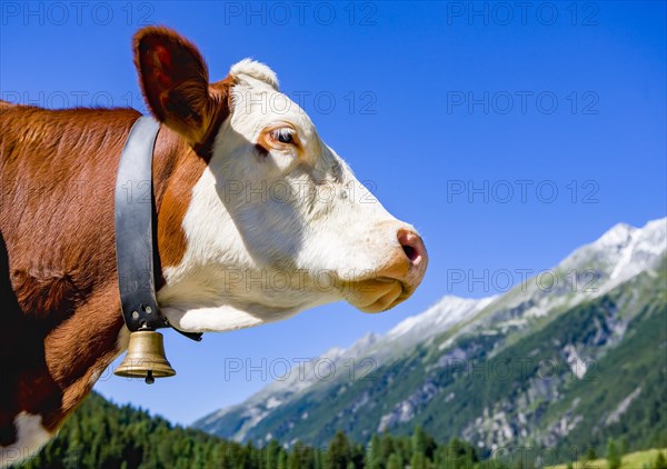 Cow with bell