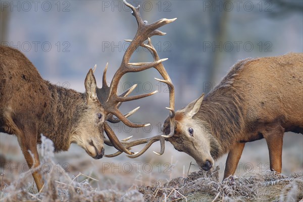 Red deer (Cervus elaphus) two adult stags fighting on a frosty morning