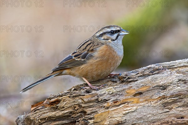 Rock Bunting (Emberiza cia)