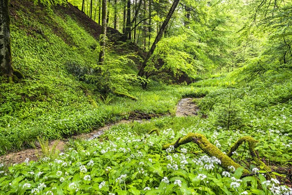 Ramsons (Allium ursinum) in the forest