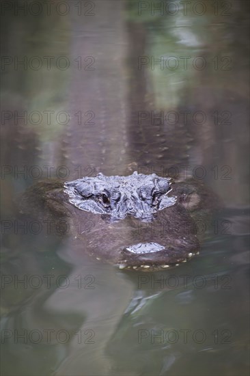 American alligator (Alligator mississippiensis) looks out of water