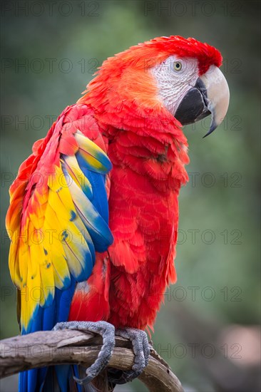 Scarlet macaw (Ara macao) sitting on branch