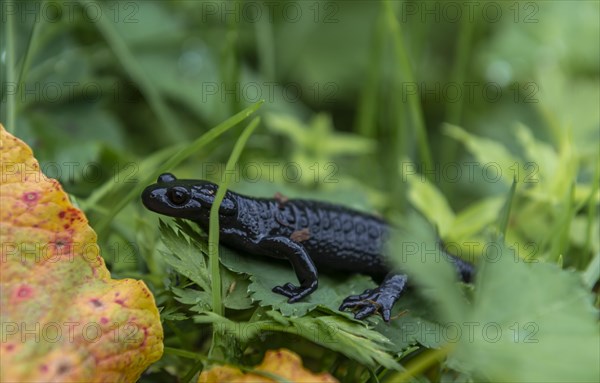 Alpine Salamander (Salamandra atra) in grass