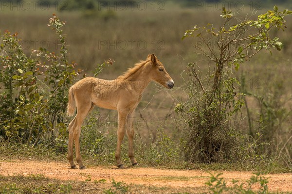 Foal