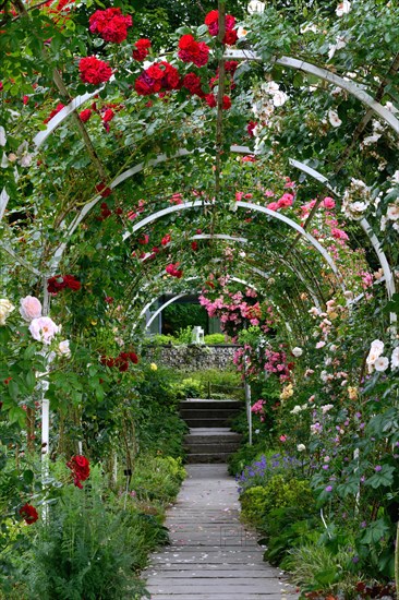 Rose arch with blooming roses