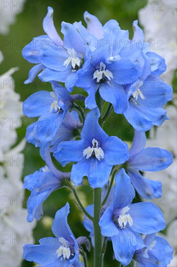 Larkspur