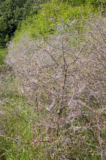 Ermine moths (Yponomeutidae) cover a Blackthorn hedge (Prunus spinosa) with spun yarn