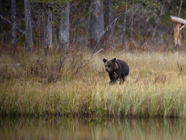 Brown bear (Ursus arctos)