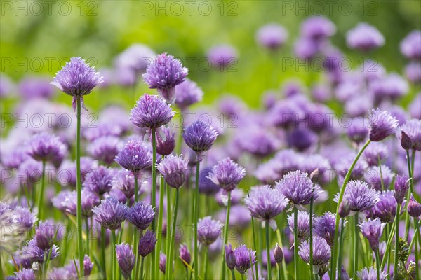 Chive (Allium schoenoprasum) in bloom