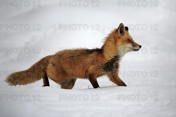 American red fox