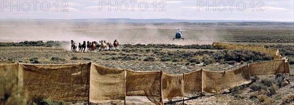 Cowboys drive a herd of horses by helicopter