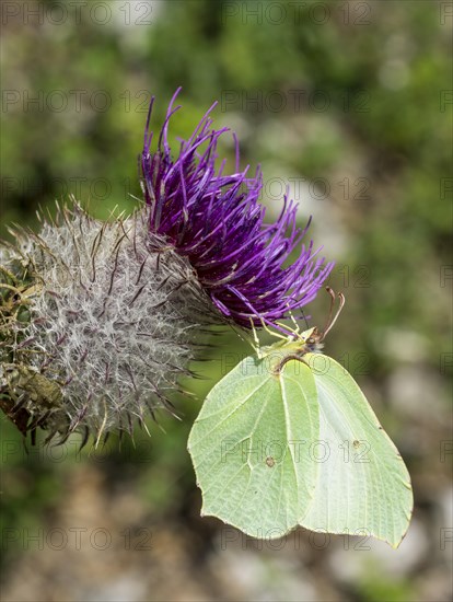 Brimstone (Gonepteryx rhamni) on safflower