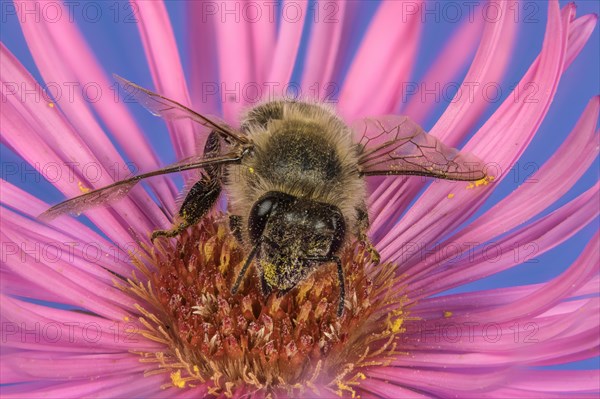 Honey bee (Apis mellifera) on Asterflower (Aster)