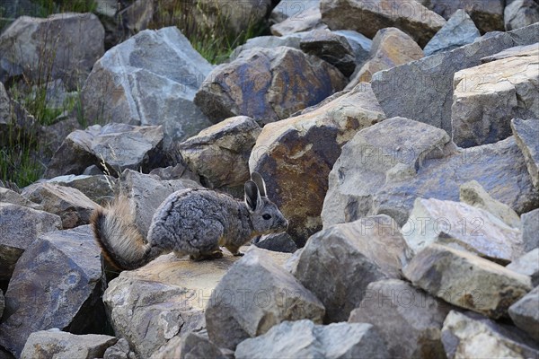 Mountain viscacha or (Lagidium)