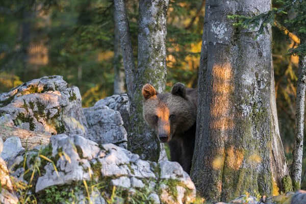 European brown bear (Ursus arctos arctos) in the forest