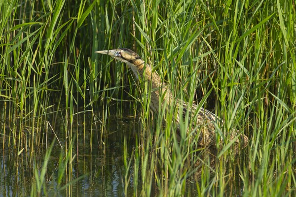 Eurasian bittern (Botaurus stellaris) adult bird standing in a reed bed