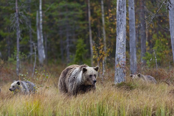 Brown bears (Ursus arctos)