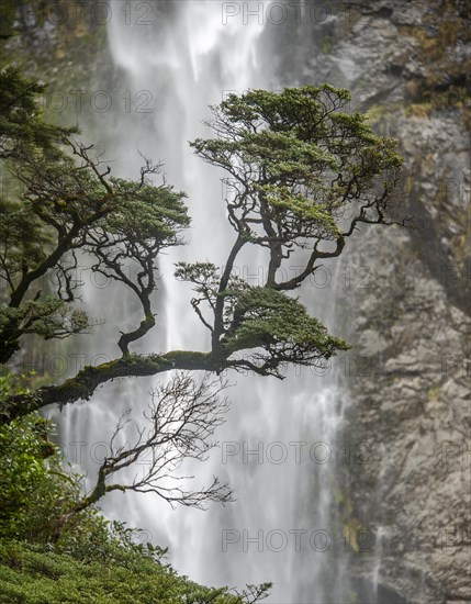 Branch of a tree in front of waterfall