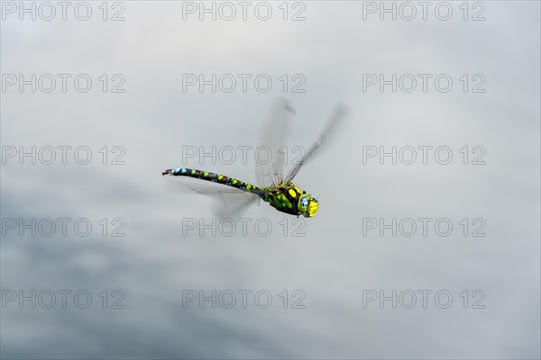 Southern Hawker (Aeshna cyanea)