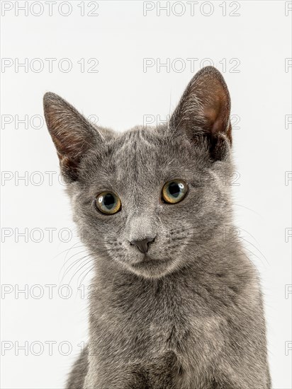 Breedcat Russian Blue (Felis silvestris catus)