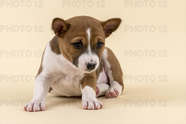 Basenji or Congo Terrier (Canis lupus familiaris)