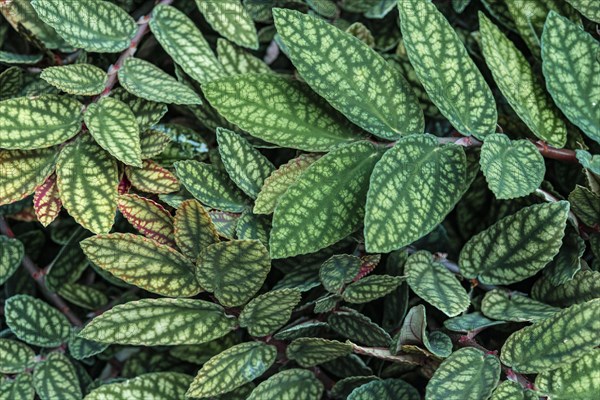 Green and purple patterned leaves