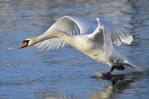 Mute swan (Cygnus olor)