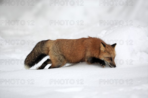 American red fox