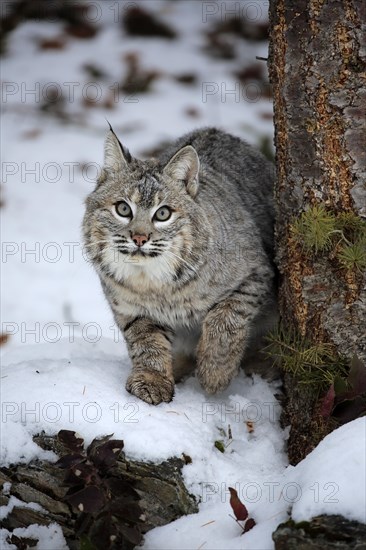 Bobcat (Lynx rufus)