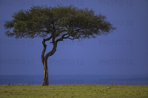 Umbrella acacia (Mimosoideae)