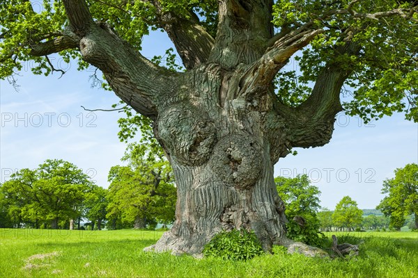 English oak (Quercus robur)