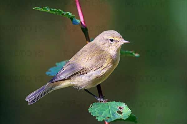 Common chiffchaff (Phylloscopus collybita) on branch