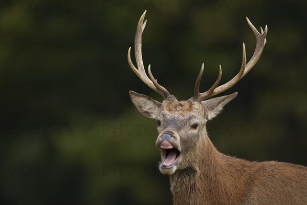 Red deer (Cervus elaphus) adult stag performing the flehmen response