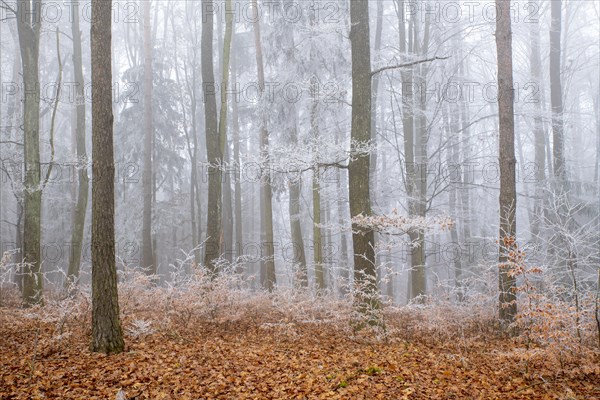 Mixed forest with branches covered by hoarfrost in fog