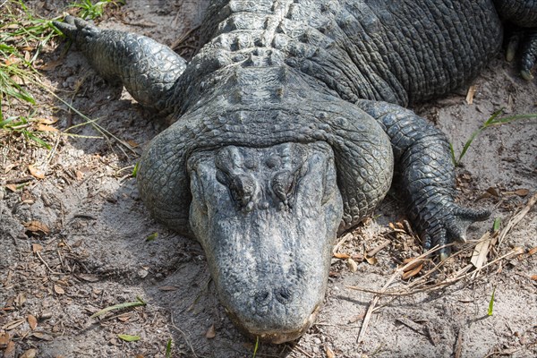 American alligator (Alligator mississippiensis) is located in Sand