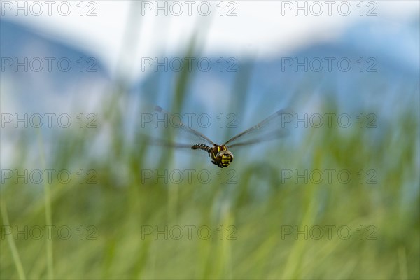 Southern Hawker (Aeshna cyanea)