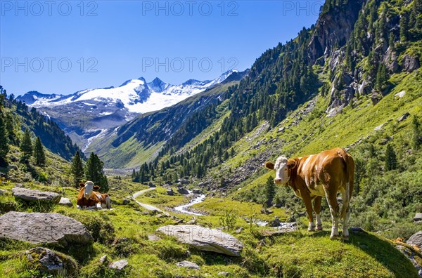 Reichenspitze