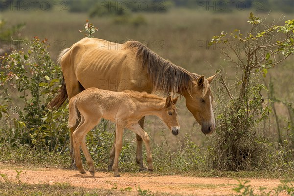 Mare with foal