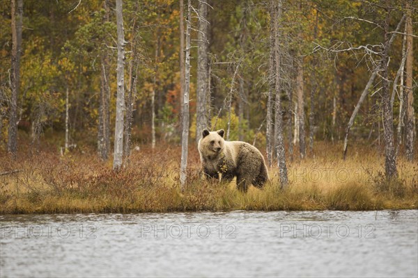 Brown bear (Ursus arctos) in the Finnish Taiga