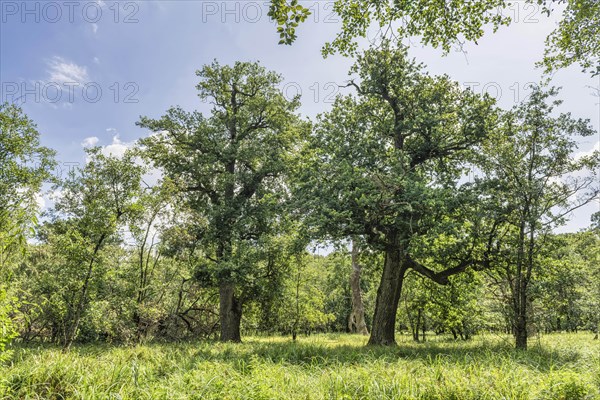 Summer floodplain forest with Greater Tussock Sedge (Carex paniculata)