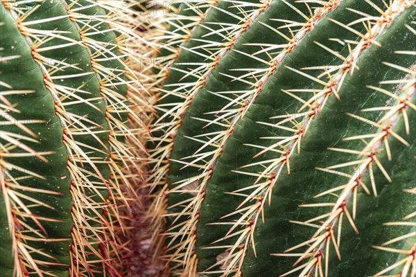 Golden Barrel Cactus or (Echinocactus grusonii)