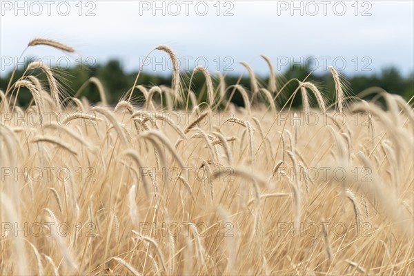 Ears of corn