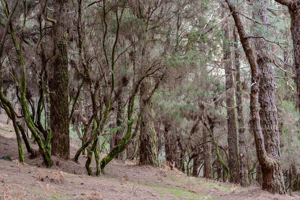 Mixed forest of Canary Island pine (Pinus canariensis) and laurel (Laurus nobilis)