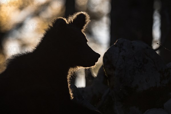 European brown bear (Ursus arctos arctos) in the forest