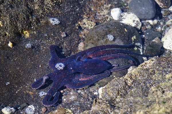 Octopus in shallow water