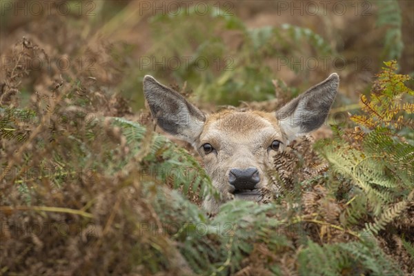 Red deer (Cervus elaphus) adult female amongst bracken leaves