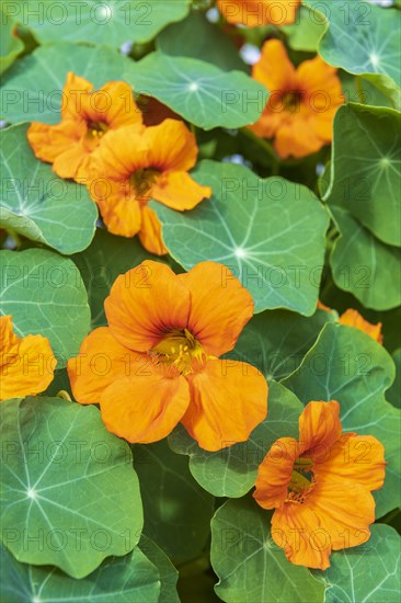 Orange flowering nasturtium (Tropaeolum majus)